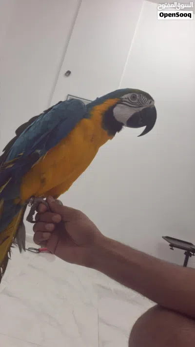 Macow bread very friendly she is her name is abi i have big cage for her also stand 2