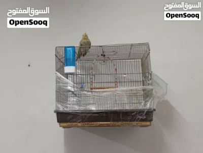 انثى كوكتيل اليفه البيع مع القفص مش لحالها وسعر من الاخر السعر من الاخر . السعر من الاخر 3