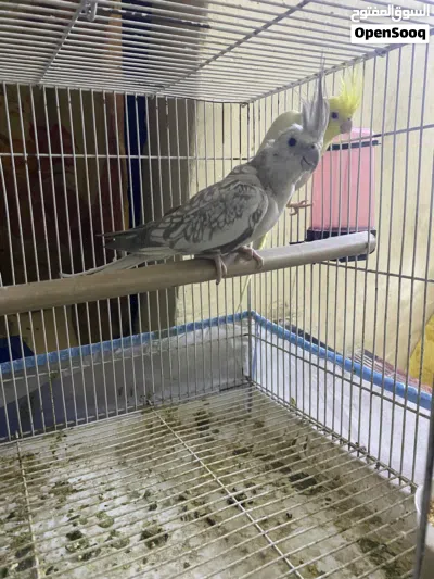 زوج كوكتيل منتج بزارات فحل شكري عيون حمر ونثيه نكليزيه طيور صحه ونضافه فول _________________________ 4