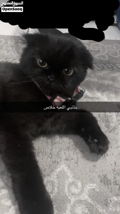 قط سكوتش فولد نثيه 2
