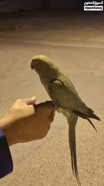 ببغاء أليف 4