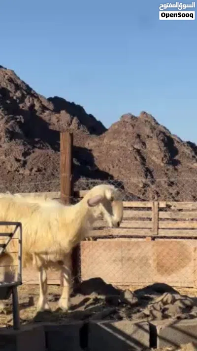 للبيع جاعده نجديه اصل 4