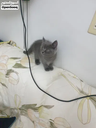 cute kittens for sale 2