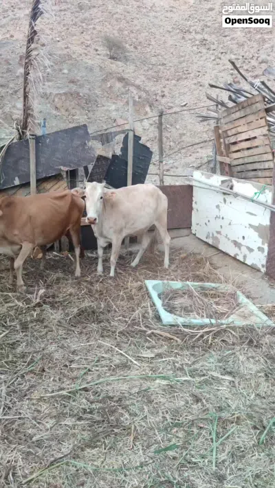 للبيع عجلة عشار إقرا الوصف 4