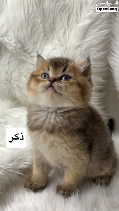 سكوتش استريت 2