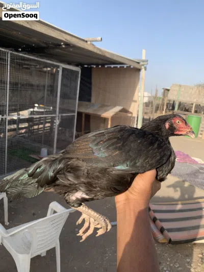 للبيع دجاجه بنجابي سندي 3
