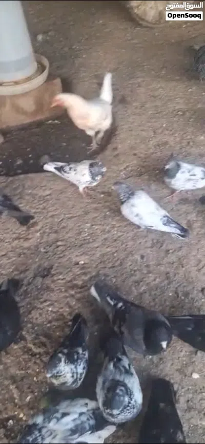 بيع أنواع حمام مشكلة 3