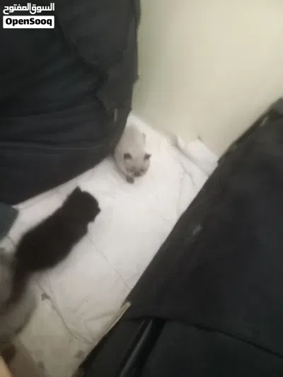 قطط للبيع نوع شيرازي هماليه 3