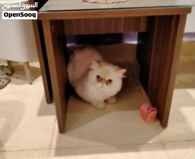 قط هيمالايا اورنج زورار 2