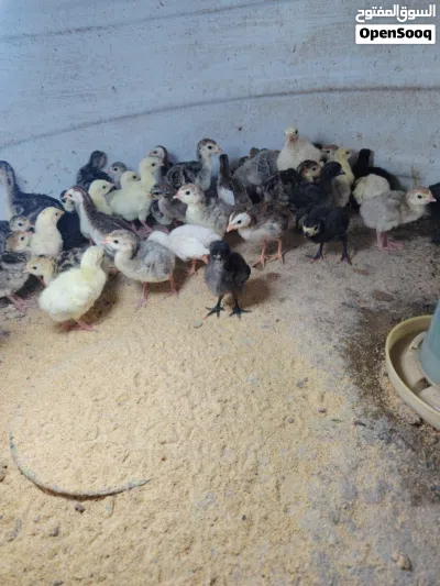 للبيع صيصان رومي العمر اسبوع ونص مطلوب في الحبه ريالين موقعي صحار 4