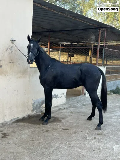 حصان للبيع 3