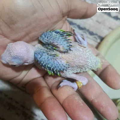 فرخ ببغاء دره هندي 2