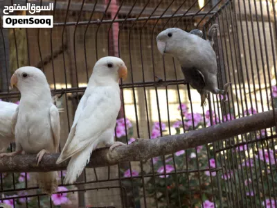 انتاج روز ربي يبارك 3