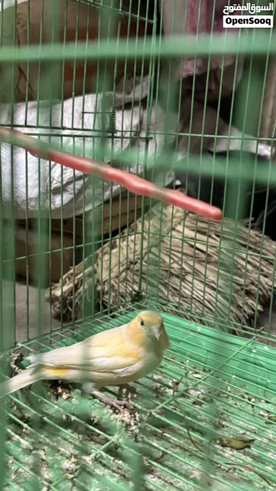 نثايه كناري البيع 2