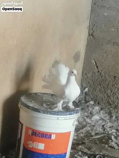 بيع حمام شمسي 3