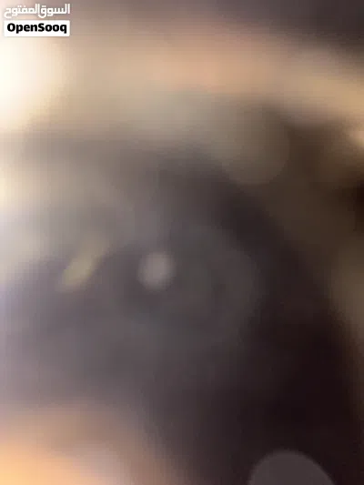 مطلوب بيت للايجار 3