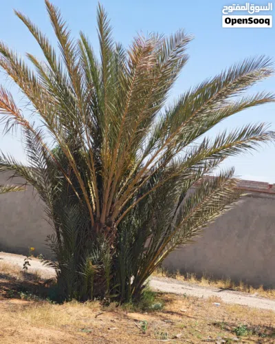 اشجار نخيل للبيع 4