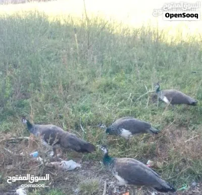 سته طاوس للبيع 2