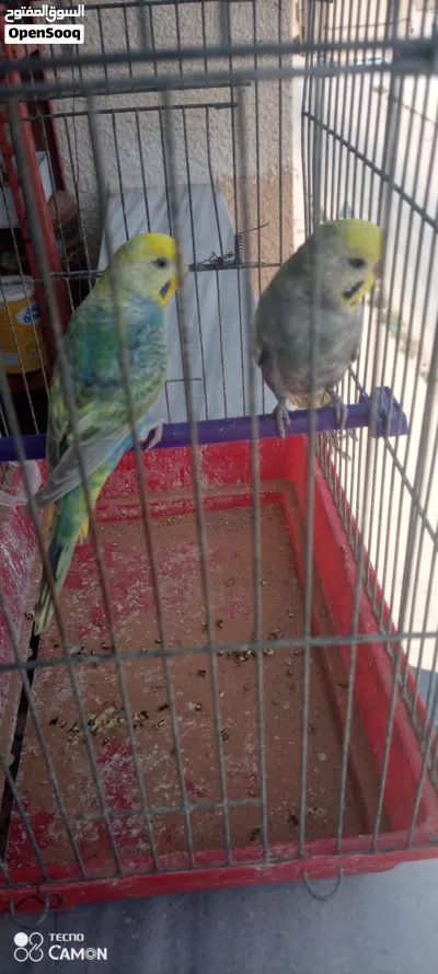 كوبية بقلينو رينبو مصوقره قبل 4