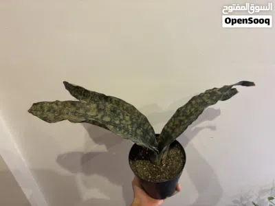 نباتات للبيع 4