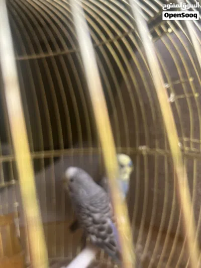 طيور حب بحاله جيده 2