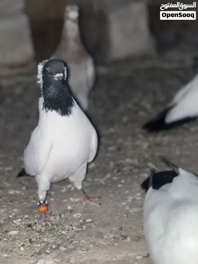 حمام ارباش للبيع 2