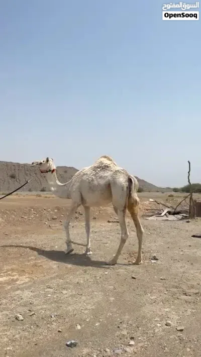 للبيع ناقه سودانيه مدنيي من بعير منتج رموز باقي تفاصيل خاص واتساب 2