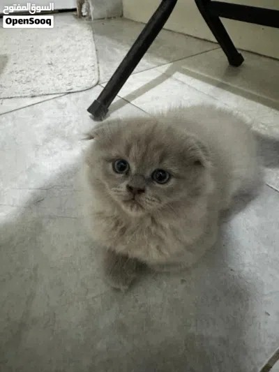 قطط سكوتش فولد وستريت 3