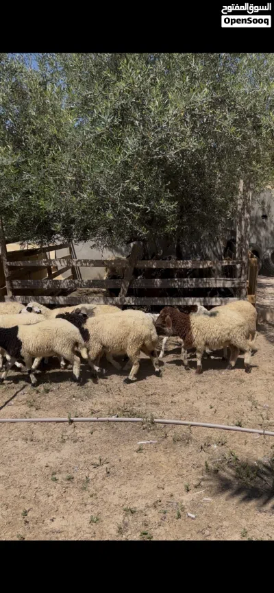 12 فطيمه العمر 4 شهور محصنات ناشطات على 1100 كاش جمله 3