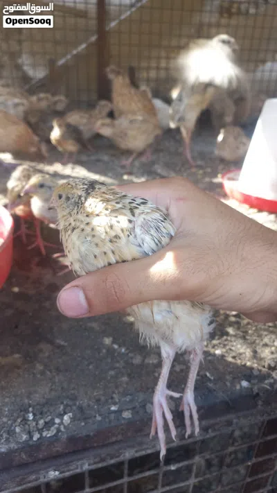 سمان 120 حبه 2