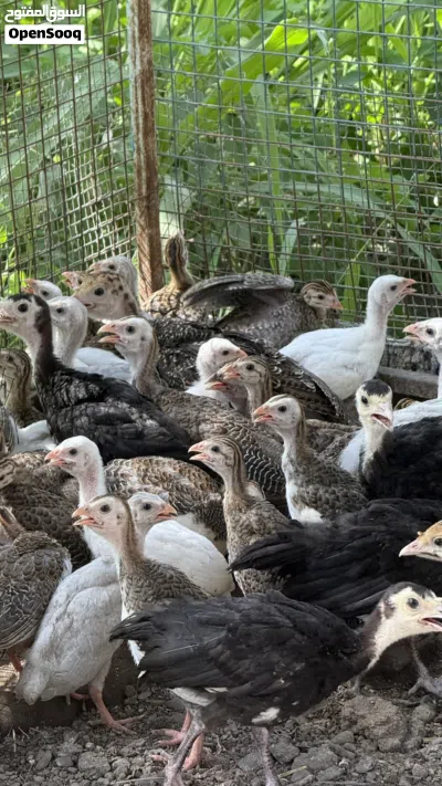 كانجا عمر شهر ونص 3