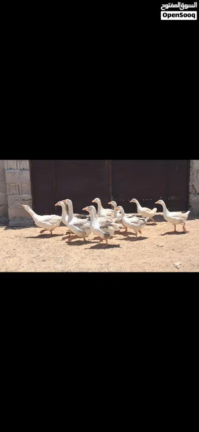 ذكر و 2 أناتي وز و 9 طروف إنتاجهم مكان مصراتة 4