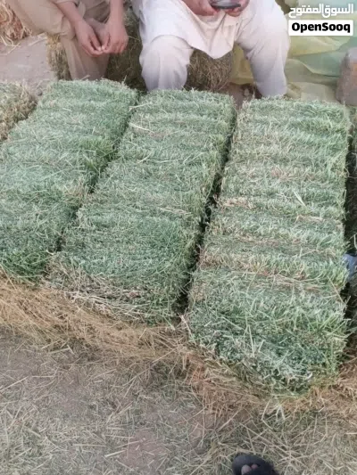 Premium Animal Fodder & Rhodes Grass Available أعلاف حيوانية ورودس ممتاز 2