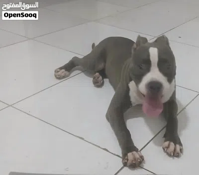 i have dog amircan bittpull i wont sell 3