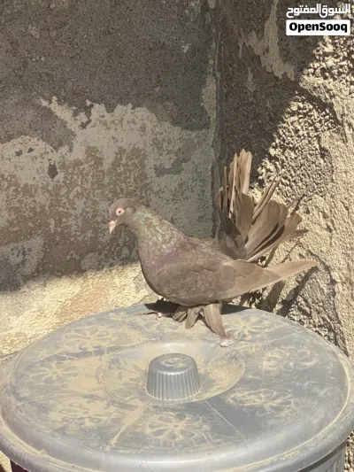 شمسي طيوور جاهزة للانتاج لون بني 3