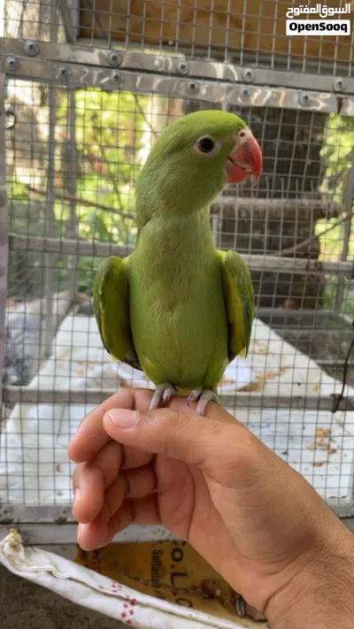ببغاء دره. 2