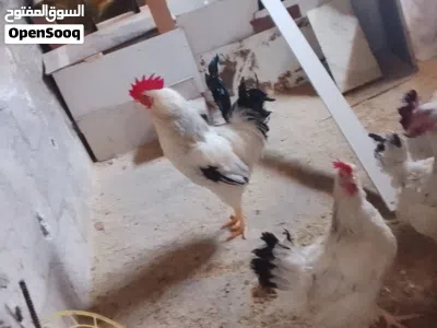 دجاج ساكسي امريكي 2