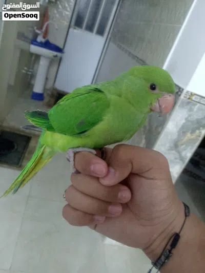 ببغاء دره هندي 4
