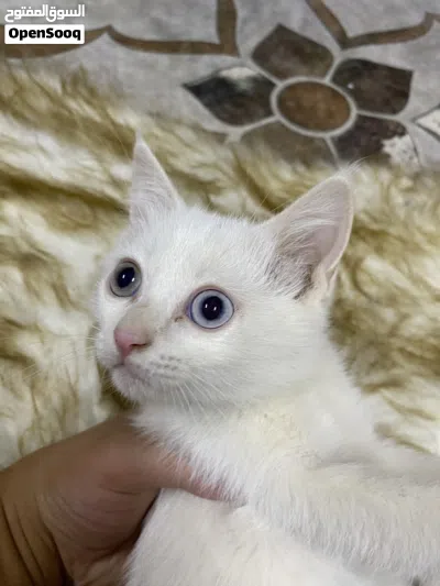 Kittens Turkish adoption ,كتنز للتبني تركي 4