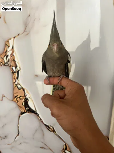 كوكتيل الله يبارك 2