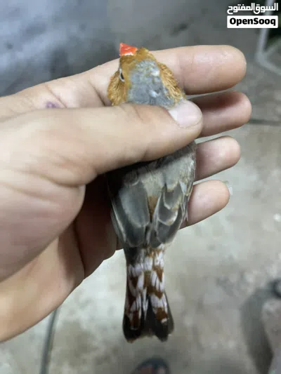 زوج فول اورنج اقره الوصف 3