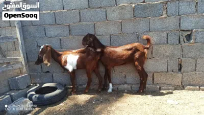زوز عنايق هجين 2
