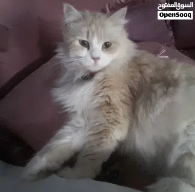 استضافة حيوانك الأليف 2