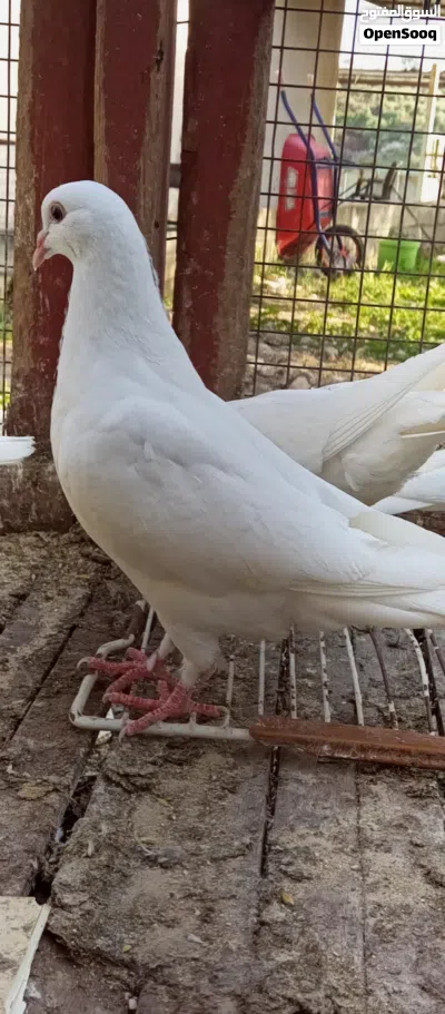 جوزين فرنسي بيور بزره اصليه نقيه ميه بالميه 2
