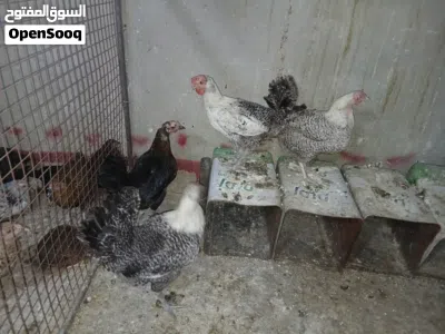 دجاج بلدي وفرخات فتوح 3