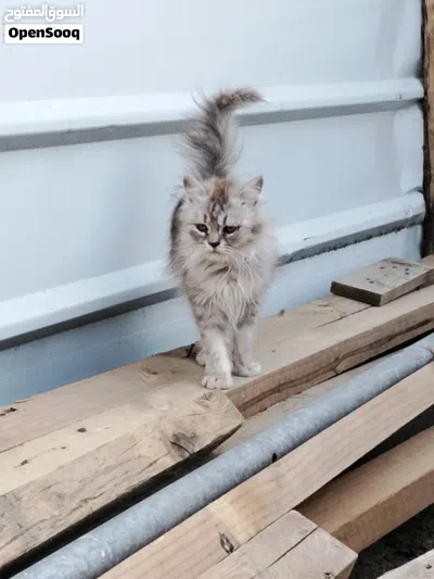 للبيع قطط شيرزيه 3