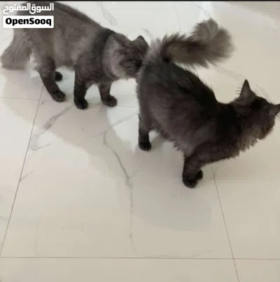 Cat for Adoption 4