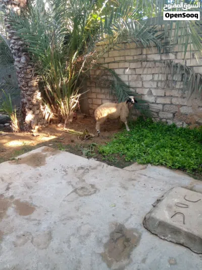 زوز خرفان للبيع 3