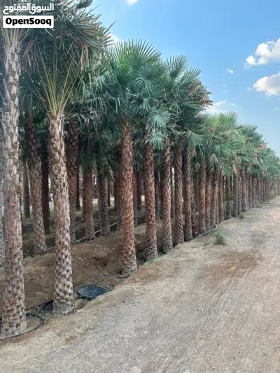 wax palm trees(copernicia for Sale 4