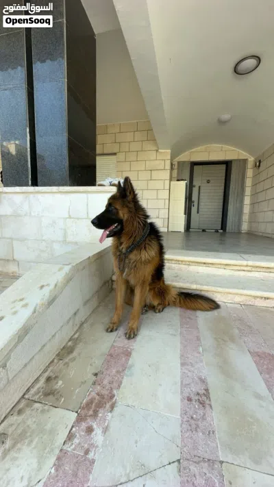 جيرمان شيبرد 2